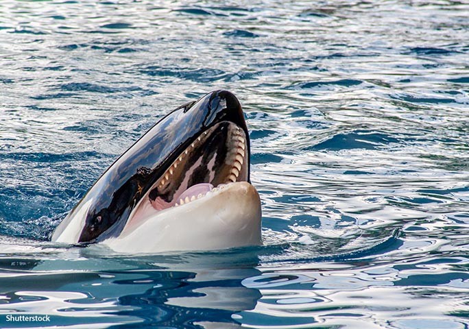 虎鲸露出可怕的,长达10厘米(4英寸)的牙齿