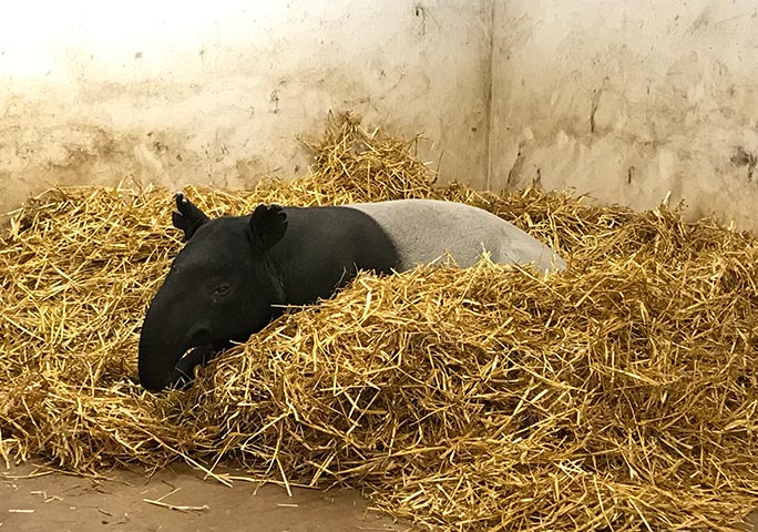 世界上最长寿的貘kingut现已41岁 仍热爱生活 吉尼斯世界纪录