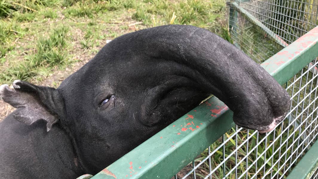 世界上最长寿的貘Kingut现已41岁，仍热爱生活
