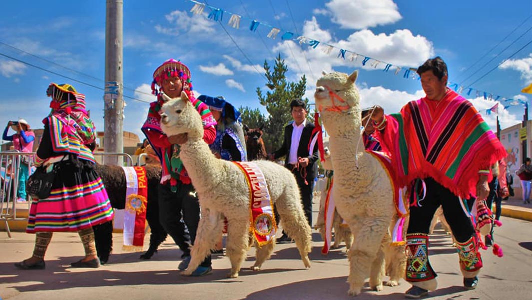 世界最大规模羊驼集会