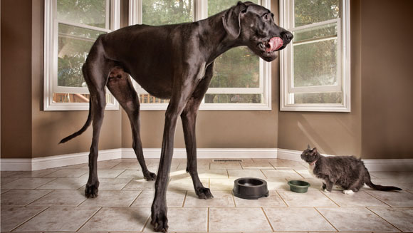 /main-tallest_dog.jpg