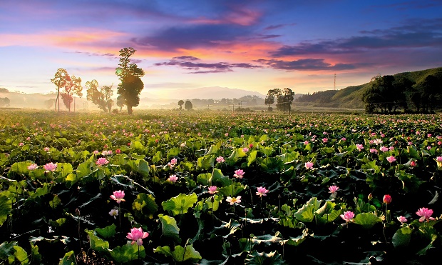 Largest lotus field 1