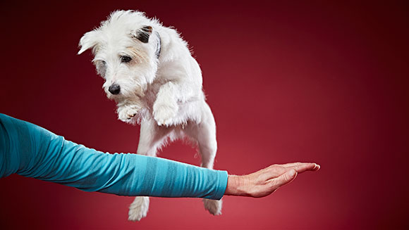smurf-most-tricks-performed-by-a-dog-in-one-min-443244