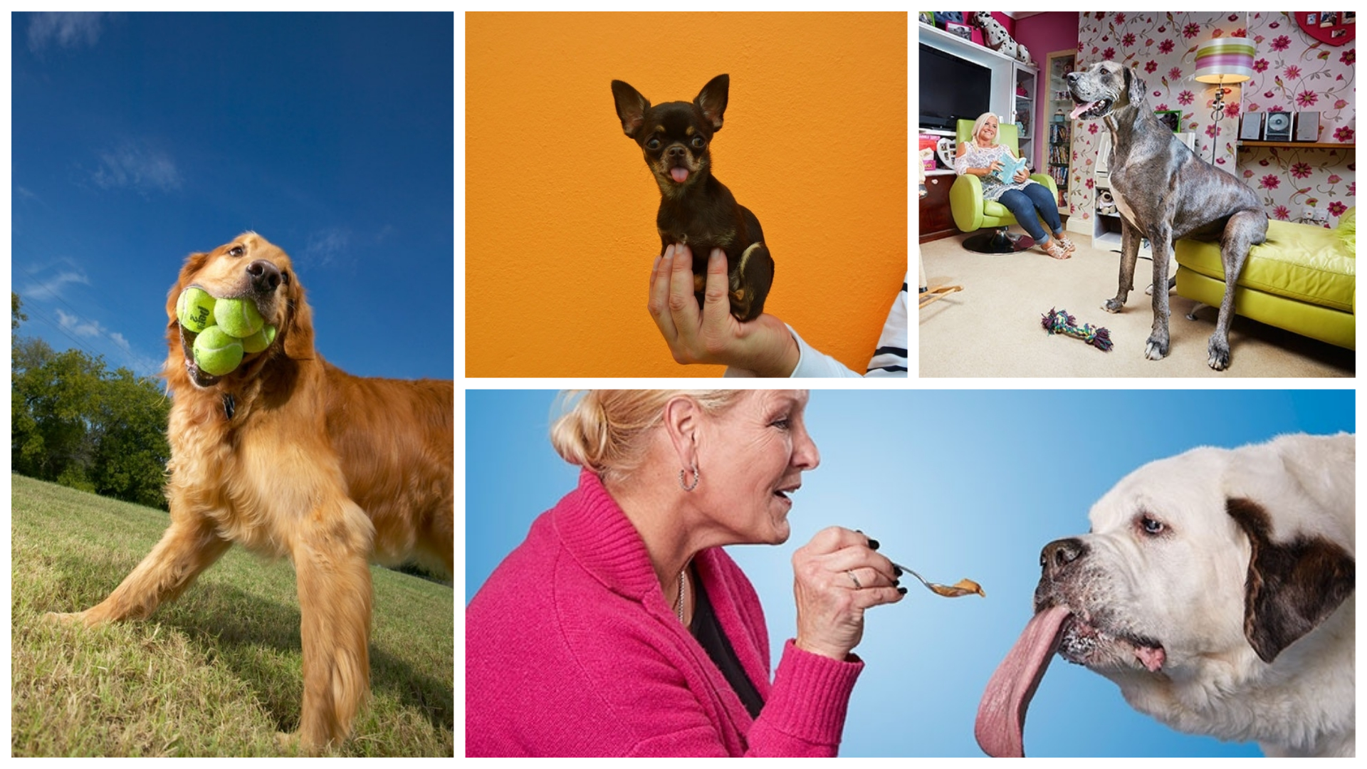 the year of the dog_header