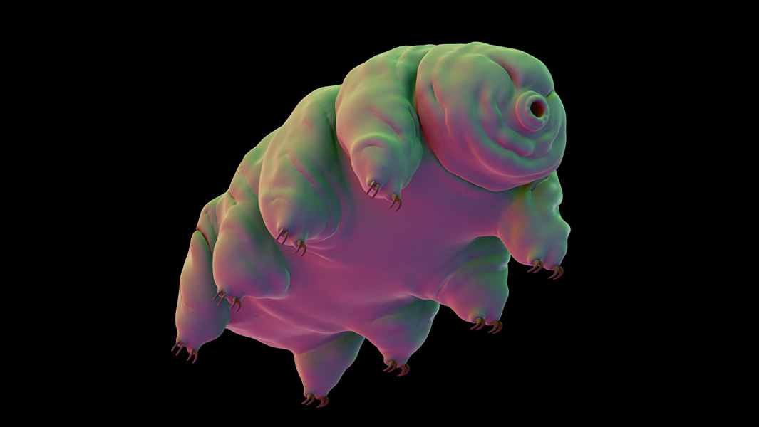 tardigrade-tb