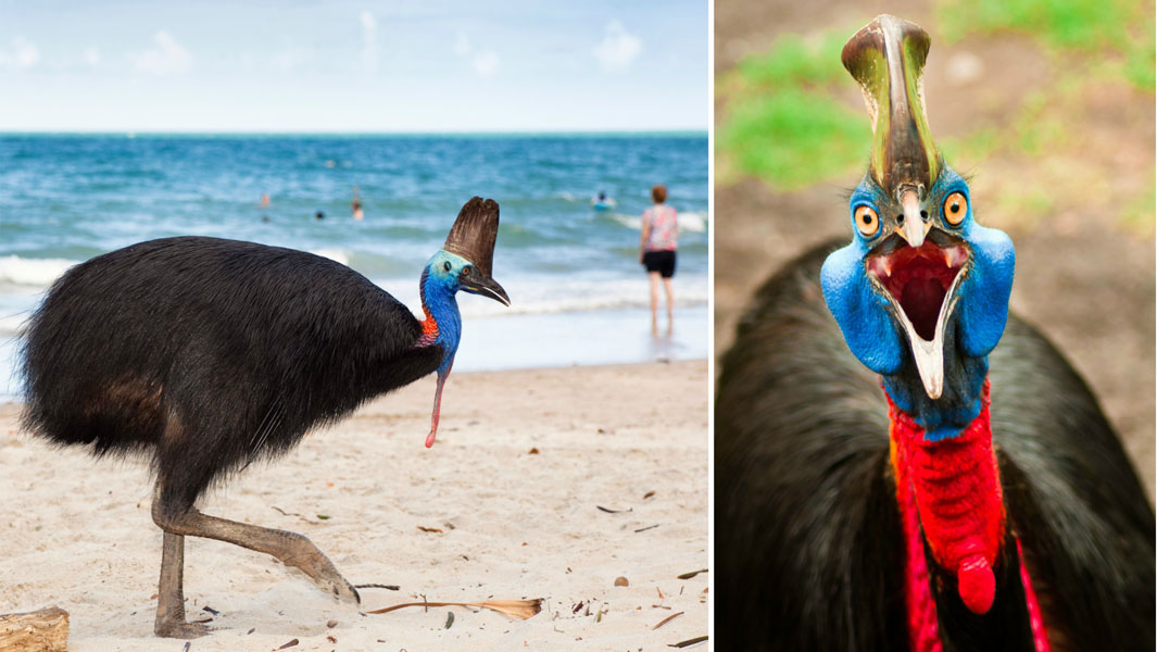 cassowary-header-2