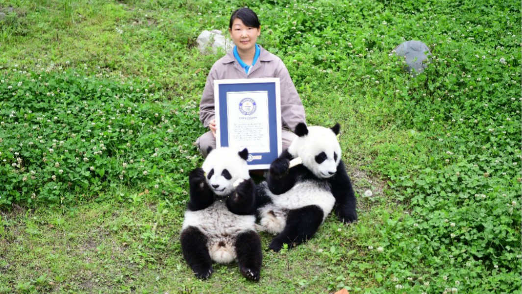 First set of twin pandas born to a captive mother and a wild father