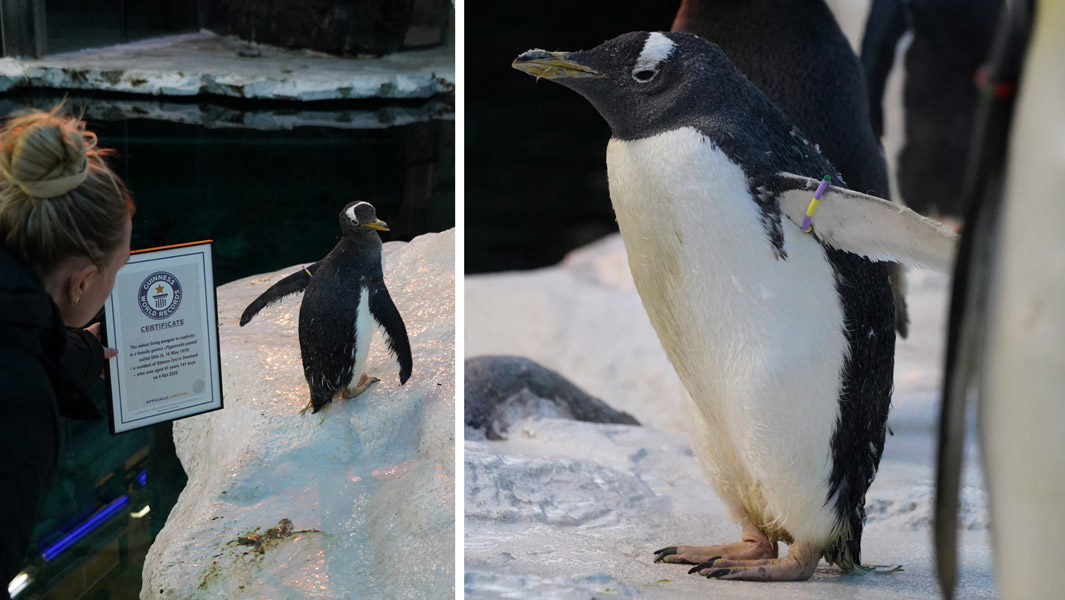 41-year-old-olde-at-odense-zoo-the-worlds-oldest-living-penguin-in-captivity
