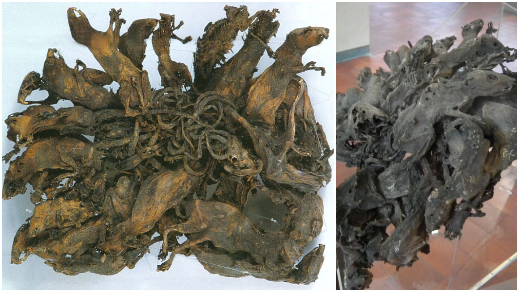 split image of largest rat king