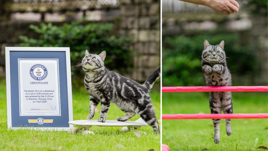 split-image-of-baozi-on-a-stakeboard-next-to-gwr-certificate-and-baozi-jumping