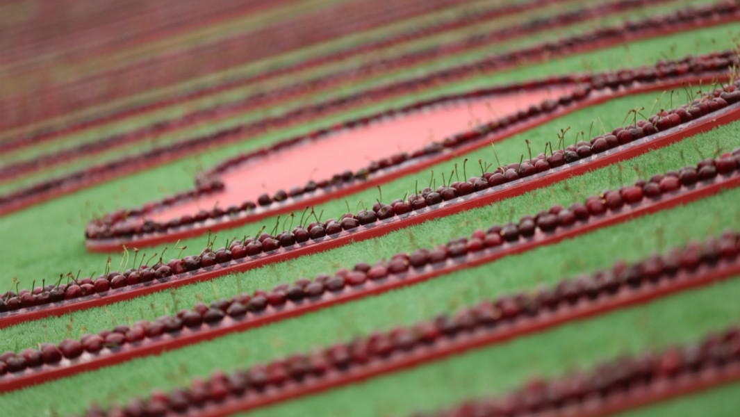 longest cherry line header