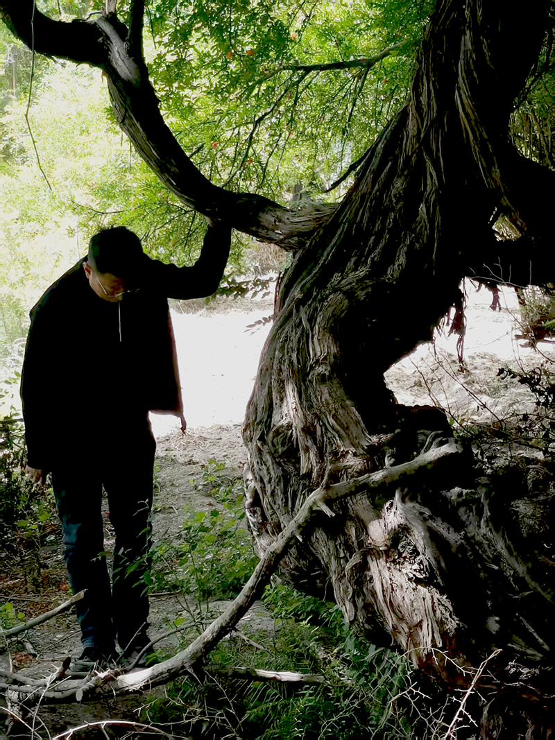 现存最古老的野生葡萄树