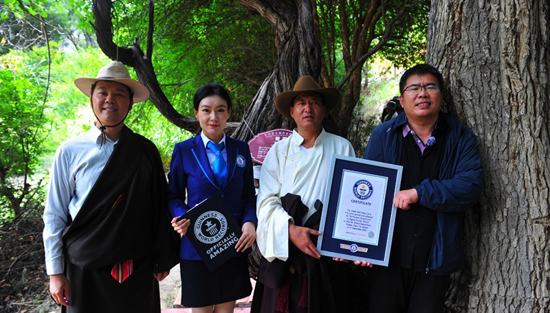 现存最古老的野生葡萄树