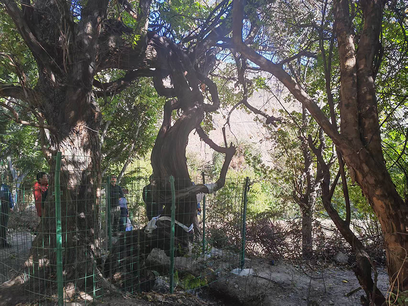 现存最古老的野生葡萄树