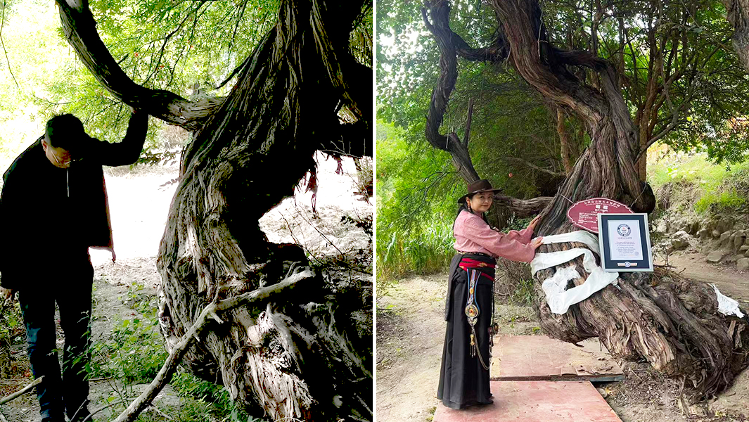 现存最古老的野生葡萄树