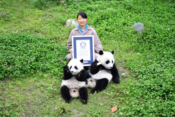 a woman holding a gwr certificate next to two twin pandas