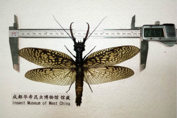 Largest aquatic insect