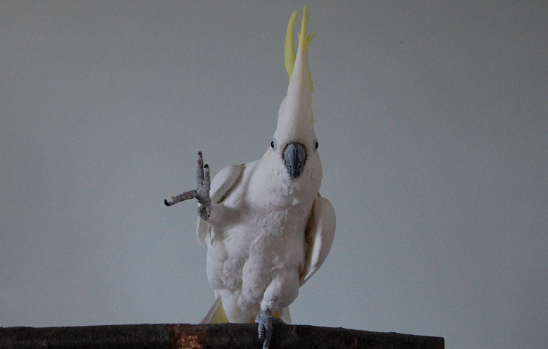 Most dance moves by a bird | 吉尼斯世界纪录